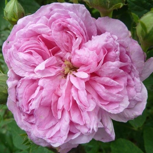 E-commerce, vendita, rose, in, vaso rose damascene - rosa - Rosa Ispahan - rosa intensamente profumata - - - ,-
